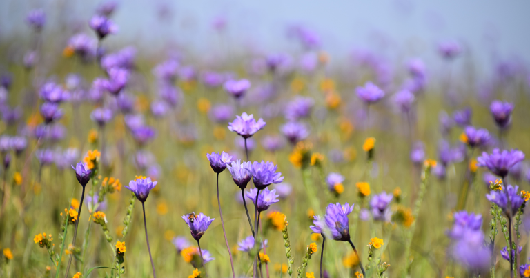 ic-blog-17-04a-header (Photo by Sonia Cervantes / Unsplash)